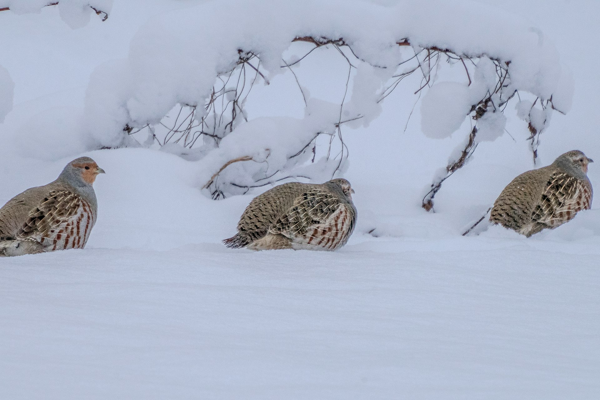 a couple of birds that are in the snow